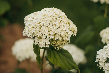 White hydrangeas bloom in a quiet garden