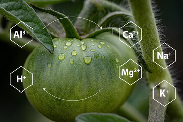 Scientific concept image showing a green tomato with water droplets and labeled chemical ions (Al³⁺, Ca²⁺, Mg²⁺, Na⁺, K⁺, H⁺) representing ion exchange or nutrient absorption in plants.