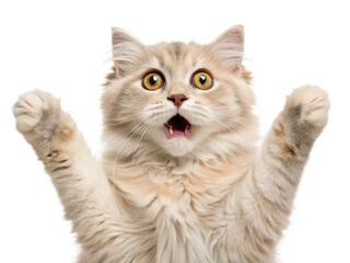 Fototapeta premium Surprised fluffy cat paws up; playful, adorable, white background.