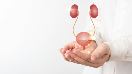 Human urinary system kidneys with bladder anatomy on doctor hands. Treatment of urinary tract...