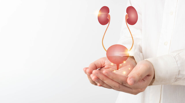 Human urinary system kidneys with bladder anatomy on doctor hands. Treatment of urinary tract infections, urinary incontinence or urinary retention. Urology concept.