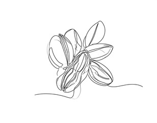 Continuous line drawing of pistachios