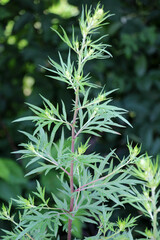 Wormwood (Artemisia vulgaris) grows in nature