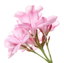 Nerium oleander, Pink oleander flowers isolated on white background with clipping path