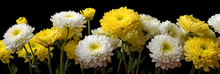 A close-up image of a floral arrangement displays white and yellow chrysanthemums against a black backdrop. The flowers are in full bloom.