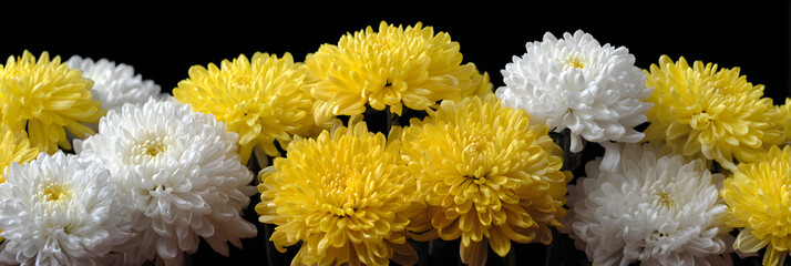 A close-up photograph displays a collection of vibrant yellow and white chrysanthemum flowers. The blossoms are clustered against a solid black background, filling the frame.