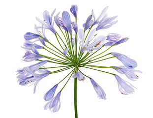 Agapanthus flower (Lily of the Nile), also called African Blue Lily flower, in purple-blue shade...