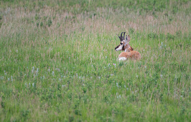 Male Pronghorn with Horns in Custer State Park, South Dakota, USA