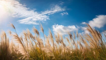 Fototapeta premium tall grass sways gently against blue sky white fluffy clouds float above in soft sunlight natural scene creates tranquil atmosphere on breezy day