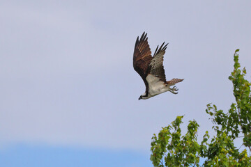 Osprey inflight against blue sky. 