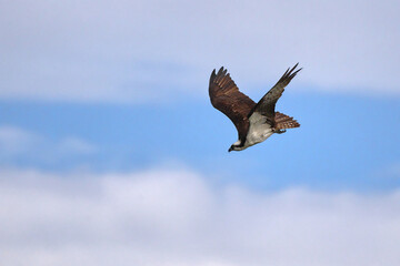 Osprey inflight against blue sky. 