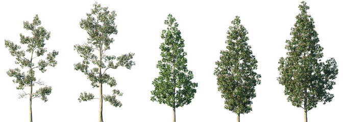 Set of Elaeocarpus eumundi (commonly known as Eumundi quandong, or smooth-leaved quandong) frontal isolated png in sunny daylight on a transparent background perfectly cutout