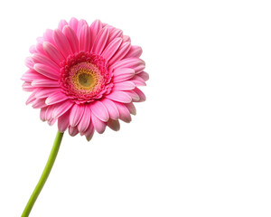 pink  daisy isolated on white