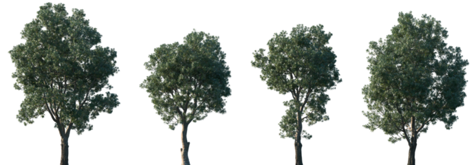 Set of Banksia integrifolia (commonly known as the coast banksia) frontal isolated png in sunny daylight on a transparent background perfectly cutout