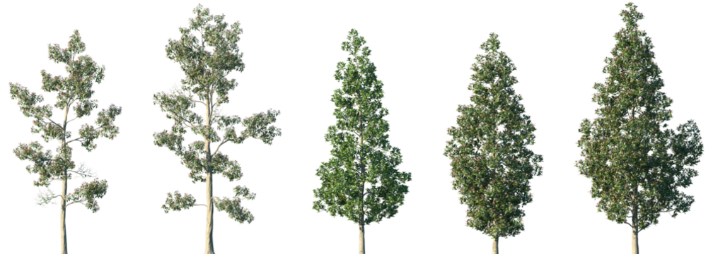 Set of Elaeocarpus eumundi (commonly known as Eumundi quandong, or smooth-leaved quandong) frontal isolated png in sunny daylight on a transparent background perfectly cutout