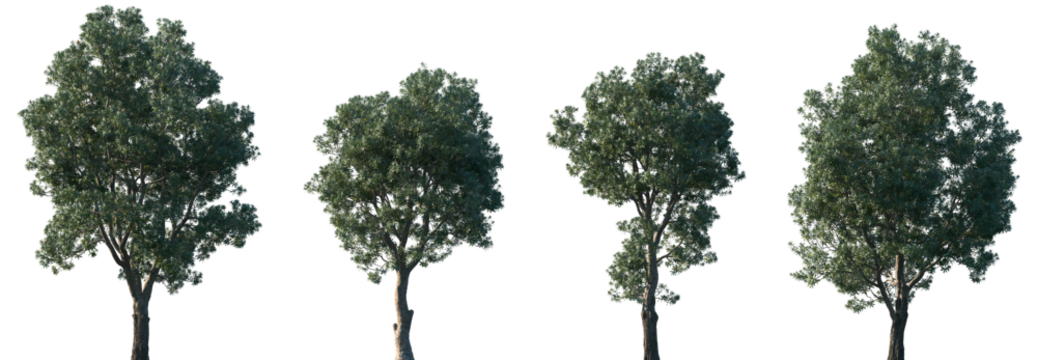 Set of Banksia integrifolia (commonly known as the coast banksia) frontal isolated png in sunny daylight on a transparent background perfectly cutout