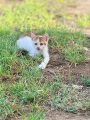 Small kitten on the green grass