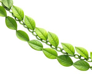 green leaves isolated on white