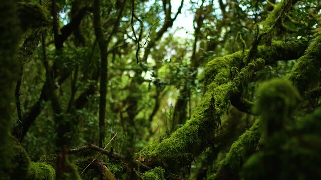 Lush laurel forest with moss-covered trees and dense green foliage, filmed with smooth camera movement in Anaga mountains, Tenerife