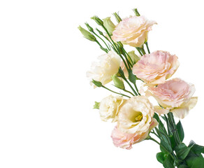 Pink Lisianthus flowers, Texas bluebell flowers, Prairie Gentian flowers, isolated on white background, with clipping path