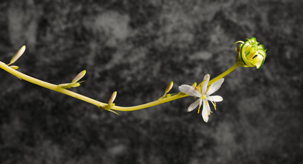 Spider plant stem or stalk and white flower