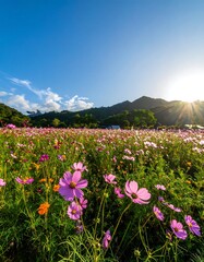 Cosmos field under a vibrant sky