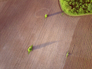 Aerial top view landscape with plowed fields and trees on spring sunny day