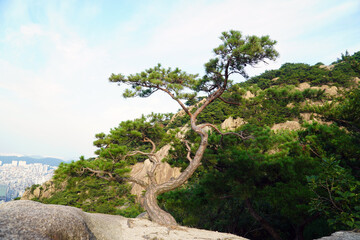 fine pine tree growing on a rock