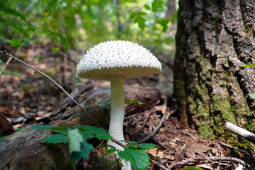 Amanita virgineoides