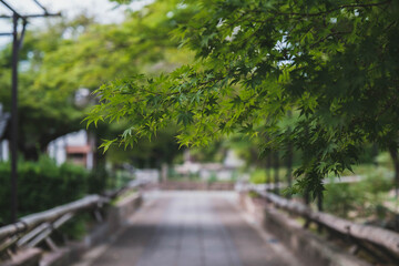 乙訓寺、自然豊かなお寺の風景、京都、日本
