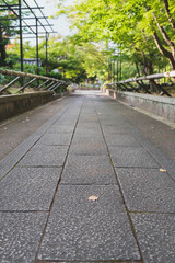 乙訓寺、美しい緑色が印象的な夏の紅葉の姿、京都、日本