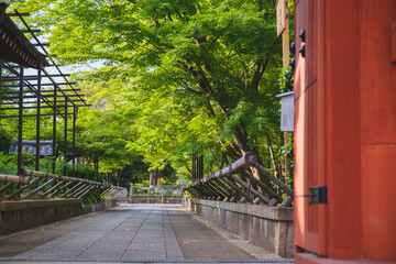 乙訓寺、美しい緑色が印象的な夏の紅葉の姿、京都、日本
