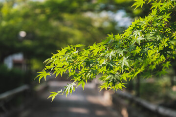 乙訓寺、美しい緑色が印象的な夏の紅葉の姿、京都、日本