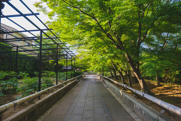 乙訓寺、美しい緑色が印象的な夏の紅葉の姿、京都、日本