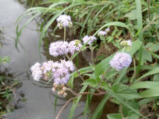Fototapeta premium white flowers On a small river 