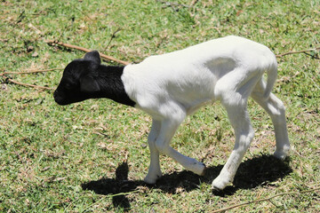 Cute baby goat kid with black head and white body standing in green pasture grass, showcasing...