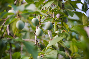 green plum on the tree, unripe plum.