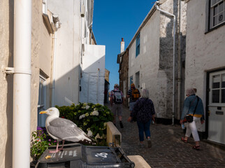 gull and people in narrow street of sr ives in cornwall