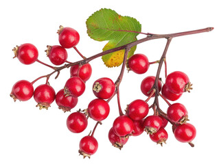 Red Hawthorn Berries and Leaf