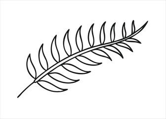 Elegant line art depiction of a fern frond with gracefully curled ends rendered in striking black ink isolated on white background © Miraz10