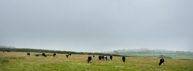 Fototapeta premium cows in green meadow on bodmin moor in cornwall
