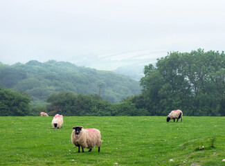 sheep in meadow on bodmin moor in cornwall