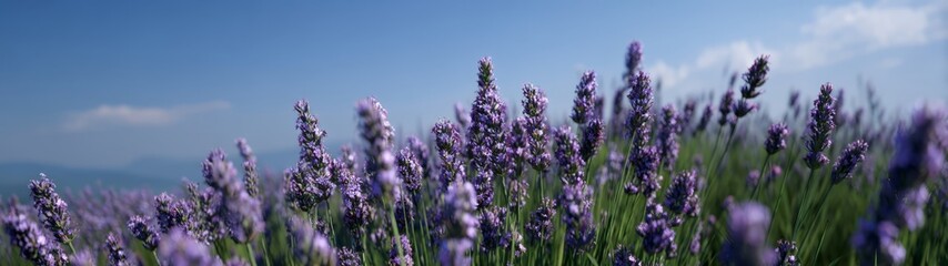 Obraz premium Lavender blooming panorama nature hdr 360° view