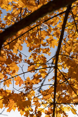 Maple foliage in the autumn season against the background of the blue sky in sunny weather, beautiful multicolored maple foliage during the fall of leaves in Indian summer