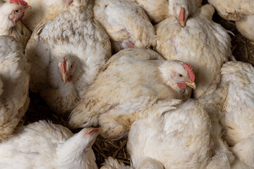 fat meat chickens in a cage free workshop at a poultry farm in a rural area