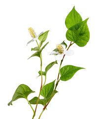 Fish mint, Fish leaf with flower isolated on white background, with clipping path