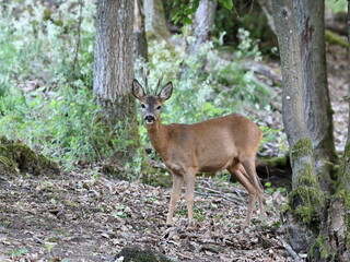 Rehbock im Wald