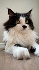 Adorable black and white fluffy cat with a funny black nose. The cozy home setting highlights its calm and curious personality. Perfect image for themes like “pets,” “coziness,” “animals”.