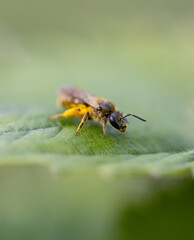 A yellow and brown bee is on a leaf