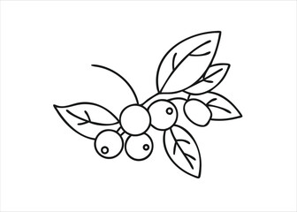 Artistic hand drawn sketch of a delicate blueberry branch featuring detailed leaves and ripe berries in a monochromatic style isolated on white background